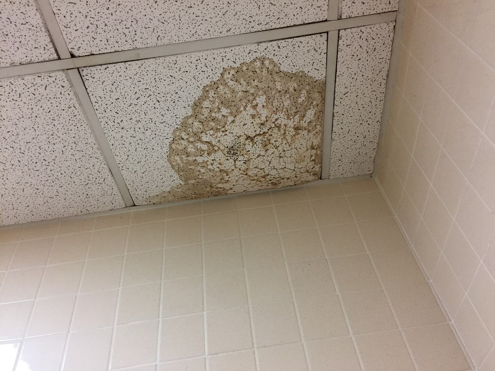 Brown water stain across a ceiling tile